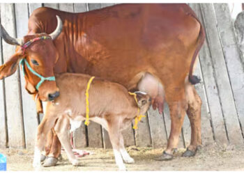 മൃഗങ്ങളിൽ നിന്നും മനുഷ്യരിലേക്ക് പകരുന്നത് നിരവധി രോഗങ്ങൾ; ഇക്കാര്യങ്ങൾ ശ്രദ്ധിക്കണേ