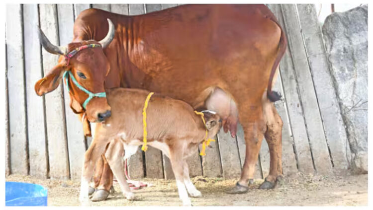 മൃഗങ്ങളിൽ നിന്നും മനുഷ്യരിലേക്ക് പകരുന്നത് നിരവധി രോഗങ്ങൾ; ഇക്കാര്യങ്ങൾ ശ്രദ്ധിക്കണേ