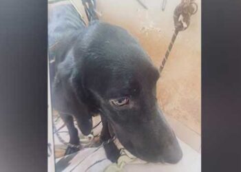 ആഭിചാരക്രിയയ്ക്കായി വളർത്തുനായയെ കഴുത്തറുത്ത് കൊലപ്പെ‌ടുത്തി, തുണിയിൽ പൊതിഞ്ഞ് ഫ്ലാറ്റിൽ സൂക്ഷിച്ചു, പുറത്തറിയാതിരിക്കാൻ വാതിലും ജനലും പൂ‌ട്ടിയി‌ട്ടു