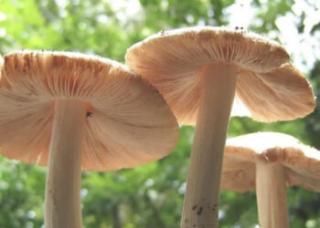 നോമ്പ് തുറയ്ക്ക്  പറമ്പില്‍ നിന്നും കിട്ടിയ വിഷ കൂണ്‍ പാചകം ചെയ്ത് കഴിച്ചു, പിന്നാലെ ഛര്‍ദ്ദിയും ദേഹാസ്വാസ്ഥ്യവും, അയൽവാസികളായആറു പേര്‍ക്ക് ഭക്ഷ്യവിഷബാധ