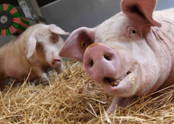 എറണാകുളത്ത് ആഫ്രിക്കൻ പന്നിപ്പനി സ്ഥിരീകരിച്ചു; ഒരു കിലോമീറ്റർ രോഗബാധിത പ്രദേശം, 34 പന്നികളെ കൊന്ന് സംസ്കരിച്ചു