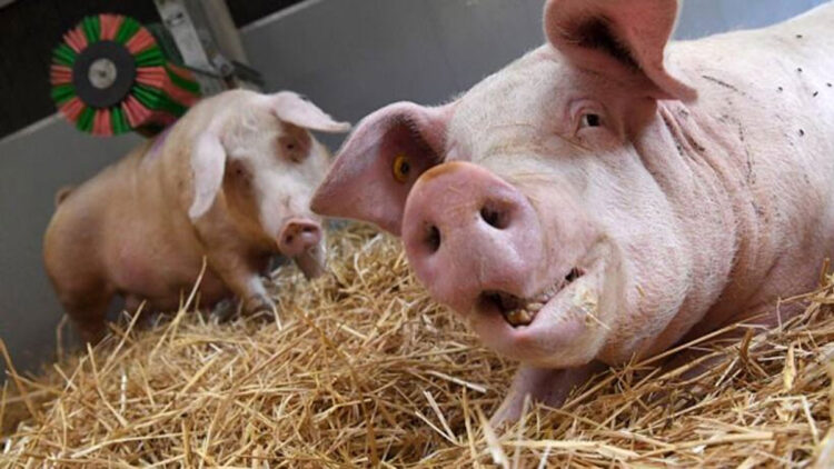 എറണാകുളത്ത് ആഫ്രിക്കൻ പന്നിപ്പനി സ്ഥിരീകരിച്ചു; ഒരു കിലോമീറ്റർ രോഗബാധിത പ്രദേശം, 34 പന്നികളെ കൊന്ന് സംസ്കരിച്ചു