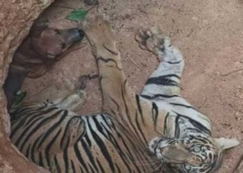 അപകടത്തിൽപ്പെട്ടു കിടക്കുമ്പോൾ എന്ത് ശത്രുത! മൈലാടുംപാറയിൽ കടുവയും നായയും കുഴിയിൽ വീണു, നായയെ തൊട്ടുപോലും നോക്കാതെ കടുവ, മയക്കുവെടിവെച്ച് പിടിക്കാൻ നീക്കം