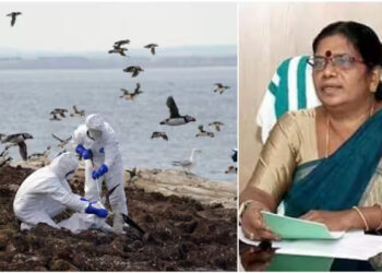 കാക്കകളിൽ പോലും പക്ഷിപ്പനി കണ്ടെത്തി, നിയന്ത്രിക്കാൻ കഴിയാത്ത സാഹചര്യമെന്നും മന്ത്രി ചിഞ്ചു റാണി; ‘ആറരക്കോടി കേന്ദ്ര ഫണ്ട് കിട്ടാനുണ്ട്’