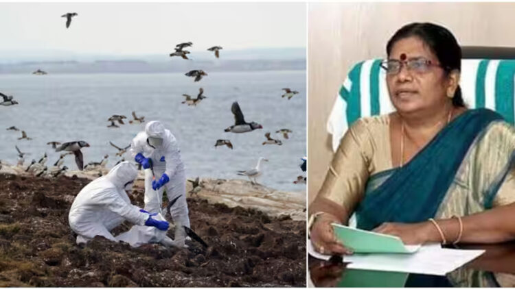 കാക്കകളിൽ പോലും പക്ഷിപ്പനി കണ്ടെത്തി, നിയന്ത്രിക്കാൻ കഴിയാത്ത സാഹചര്യമെന്നും മന്ത്രി ചിഞ്ചു റാണി; ‘ആറരക്കോടി കേന്ദ്ര ഫണ്ട് കിട്ടാനുണ്ട്’