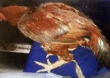 കോഴിക്കും രക്ഷയില്ല, കോഴിയോട് ലൈംഗിക വൈകൃതം 45കാരൻ അറസ്റ്റിൽ