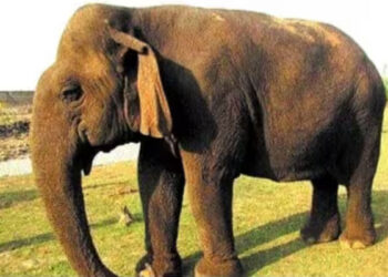 ദാദി മാ ഇനി ഓര്‍മ, ഏഷ്യയിലെ ഏറ്റവും പ്രായം കൂടിയ പിടിയാന വത്സല ചരിഞ്ഞു, ജനിച്ചത് കേരളത്തിൽ, മൃഗസ്നേഹികളുടെ പ്രിയങ്കരി