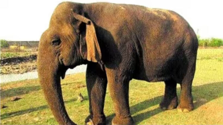 ദാദി മാ ഇനി ഓര്മ, ഏഷ്യയിലെ ഏറ്റവും പ്രായം കൂടിയ പിടിയാന വത്സല ചരിഞ്ഞു, ജനിച്ചത് കേരളത്തിൽ, മൃഗസ്നേഹികളുടെ പ്രിയങ്കരി