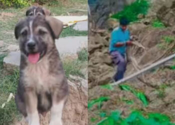 പുലർച്ചെ ഒരു മണിക്ക് നായയുടെ ഉച്ചത്തിലുള്ള കുര, ഉണർന്നപ്പോൾ വീടിന് വിള്ളൽ; 67 പേരുടെ ജീവൻ രക്ഷിച്ചത് വളർത്തുനായ