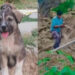 പുലർച്ചെ ഒരു മണിക്ക് നായയുടെ ഉച്ചത്തിലുള്ള കുര, ഉണർന്നപ്പോൾ വീടിന് വിള്ളൽ; 67 പേരുടെ ജീവൻ രക്ഷിച്ചത് വളർത്തുനായ