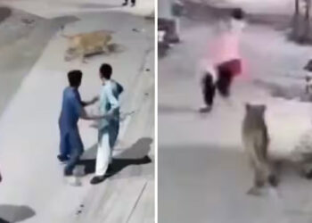 മതിൽ ചാടിയെത്തിയ വള‍ർത്തുമൃഗം യുവതിയേയും മക്കളേയും ആക്രമിച്ചു, സിംഹവുമായി മുങ്ങിയ ഉടമ അറസ്റ്റിൽ