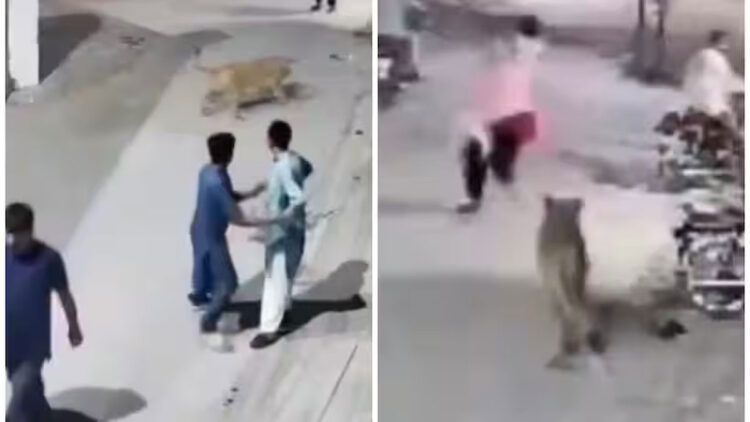 മതിൽ ചാടിയെത്തിയ വള‍ർത്തുമൃഗം യുവതിയേയും മക്കളേയും ആക്രമിച്ചു, സിംഹവുമായി മുങ്ങിയ ഉടമ അറസ്റ്റിൽ