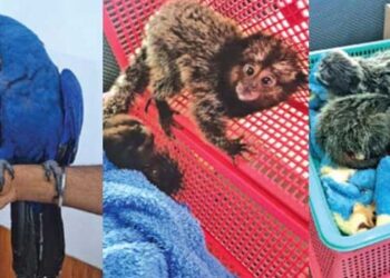 പെട്ടി പൊട്ടിച്ചപ്പോൾ കസ്റ്റംസ് ഞെട്ടി… ബാ​ഗിനകത്ത് കണ്ണും മിഴിച്ചിരിക്കുന്നത് വേറാരുമല്ല…യാസിദ് മക്കാവു, മൂന്ന് മർമോസെറ്റ് കുരങ്ങുകൾ, രണ്ട് വെളുത്ത അധരമുള്ള ടാമറിൻ കുരങ്ങുകൾ!! പണത്തിനുവേണ്ടി കാരിയർമാരായതായി നെടുമ്പാശേരിയിൽ പിടിയിലായ ദമ്പതികൾ