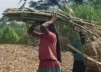 കരിമ്പിൽ തോട്ടത്തിലെ ജോലി പോകാതിരിക്കാൻ യുവതികളുടെ അറ്റകൈപ്രയോ​ഗം, മൂന്നുവർഷത്തിനിടെ ​ഗർഭപാത്രം നീക്കിയത് 843 സ്ത്രീകൾ, അതിൽ 477 പേർ 30 നും 35 നും ഇടയിൽ പ്രായമുള്ളവർ- റിപ്പോർട്ട് ശരിവച്ച് സർക്കാർ