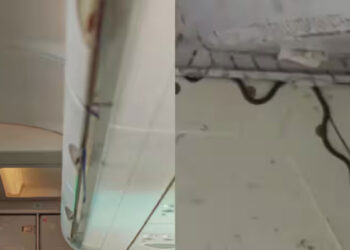 വിമാനത്തിൽ പാമ്പ്, ബോയിംഗ് വിമാനം പൊളിച്ച് പരിശോധിക്കേണ്ടി വരുമോയെന്ന ആശങ്ക, ഒടുവിൽ രണ്ടടി വീരൻ പിടിയിൽ