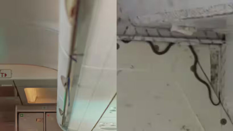 വിമാനത്തിൽ പാമ്പ്, ബോയിംഗ് വിമാനം പൊളിച്ച് പരിശോധിക്കേണ്ടി വരുമോയെന്ന ആശങ്ക, ഒടുവിൽ രണ്ടടി വീരൻ പിടിയിൽ