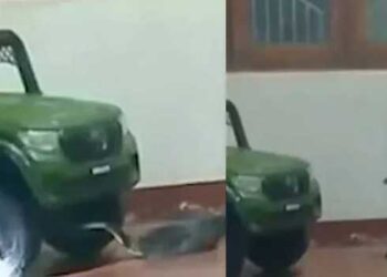 കുട്ടികളുടെ ഇലക്ട്രിക് കാറിനടിയിൽ നിന്ന് രാജവെമ്പാലയെ പിടികൂടി