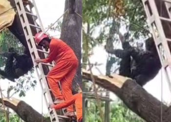 മരം മുറിക്കുന്നതിനിടെ അരയിൽ കയർ കുരുങ്ങി, താഴെയിറങ്ങാനാകാതെ കുടുങ്ങിപ്പോയത് മണിക്കൂറുകളോളം, ഒരാൾക്ക് ദാരുണാന്ത്യം