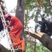 മരം മുറിക്കുന്നതിനിടെ അരയിൽ കയർ കുരുങ്ങി, താഴെയിറങ്ങാനാകാതെ കുടുങ്ങിപ്പോയത് മണിക്കൂറുകളോളം, ഒരാൾക്ക് ദാരുണാന്ത്യം