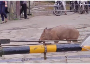 ‘കാട്ടുപന്നികളെ സ്ഥിരം ക്ഷുദ്രജീവിയായി പ്രഖ്യാപിക്കണം’ മനുഷ്യ വന്യജീവി സംഘര്‍ഷത്തില്‍ പ്രശ്ന പരിഹാരത്തിനും നിവാരണത്തിനും പുതിയ നയരേഖയുമായി സര്‍ക്കാര്‍