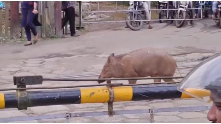 ‘കാട്ടുപന്നികളെ സ്ഥിരം ക്ഷുദ്രജീവിയായി പ്രഖ്യാപിക്കണം’ മനുഷ്യ വന്യജീവി സംഘര്‍ഷത്തില്‍ പ്രശ്ന പരിഹാരത്തിനും നിവാരണത്തിനും പുതിയ നയരേഖയുമായി സര്‍ക്കാര്‍