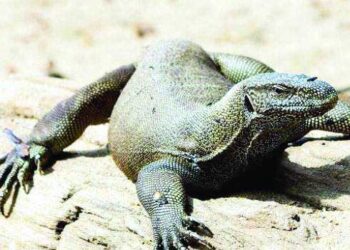 റോഡിൽ ചത്തു കിടന്ന ഉടുമ്പിനെയെടുത്ത് മസാല പുരട്ടി ചട്ടിയിലാക്കി; പിന്നെയത് നാലാളെ കാണിക്കാൻ ദൃശ്യങ്ങൾ സമൂഹമാധ്യമത്തിലിട്ടു, ഒടുവിലിതാ ഇങ്ങനെയുമായി