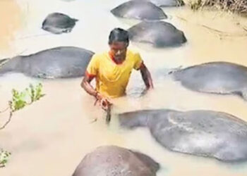 നദിയിലിറങ്ങിയ 73 എരുമകൾ കൂട്ടത്തോടെ ചത്തു പൊങ്ങി, കാരണം മുതലകളോ അതോ വിഷമോ, കണ്ടെത്താൻ പരിശോധന