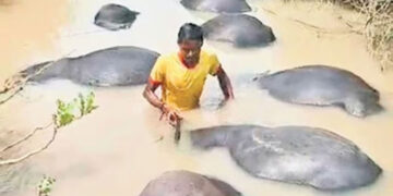 നദിയിലിറങ്ങിയ 73 എരുമകൾ കൂട്ടത്തോടെ ചത്തു പൊങ്ങി, കാരണം മുതലകളോ അതോ വിഷമോ, കണ്ടെത്താൻ പരിശോധന