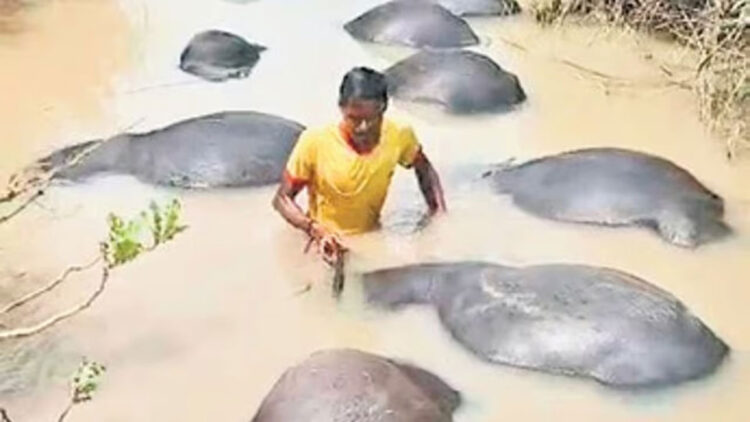 നദിയിലിറങ്ങിയ 73 എരുമകൾ കൂട്ടത്തോടെ ചത്തു പൊങ്ങി, കാരണം മുതലകളോ അതോ വിഷമോ, കണ്ടെത്താൻ പരിശോധന