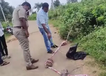 മനുഷ്യന്റെ കൈയ്യുമായി തെരുവുനായ, തെരച്ചിലിൽ 3 കിലോമീറ്റ‍ർ പരിധിയിൽ 10 ഇടങ്ങളിൽ നിന്ന് കണ്ടെത്തിയത് 42കാരിയുടെ മൃതദേഹഭാഗങ്ങൾ