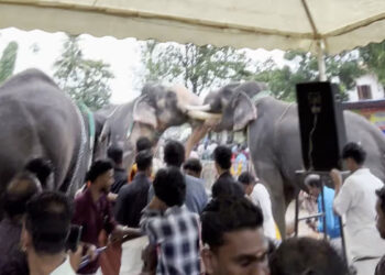 കൂടൽമാണിക്യം ക്ഷേത്രത്തിൽ ആനയൂട്ടിനെത്തിച്ച ആനകൾ ഇടഞ്ഞു, പരസ്‌പരം കൊമ്പുകോർത്തു; ആനകളെ തളച്ചു