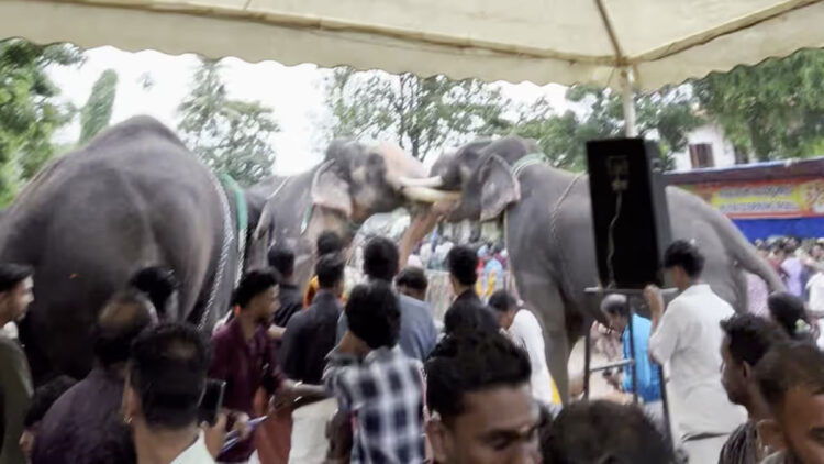 കൂടൽമാണിക്യം ക്ഷേത്രത്തിൽ ആനയൂട്ടിനെത്തിച്ച ആനകൾ ഇടഞ്ഞു, പരസ്‌പരം കൊമ്പുകോർത്തു; ആനകളെ തളച്ചു