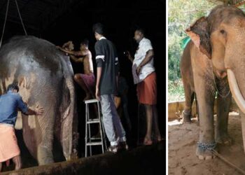 കോട്ടയത്ത് ജീവന് ഭീഷണിയായ എരണ്ടുകെട്ടിൽ നിന്ന് ആനയെ രക്ഷിച്ച് വനം വകുപ്പും ഉടമയും വൻതാരയും