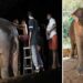 കോട്ടയത്ത് ജീവന് ഭീഷണിയായ എരണ്ടുകെട്ടിൽ നിന്ന് ആനയെ രക്ഷിച്ച് വനം വകുപ്പും ഉടമയും വൻതാരയും