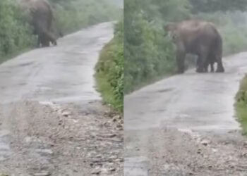 പ്രസവിച്ചിട്ട് മണിക്കൂറുകൾ ആയിട്ടേ ഉള്ളൂ, കാലുകൾ ഉറച്ചിട്ടില്ല, അമ്മയോട് ചേര്‍ന്നാണ് പിച്ചവയ്പ്; റോഡിൽ ആനക്കൂട്ടം