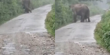 പ്രസവിച്ചിട്ട് മണിക്കൂറുകൾ ആയിട്ടേ ഉള്ളൂ, കാലുകൾ ഉറച്ചിട്ടില്ല, അമ്മയോട് ചേര്‍ന്നാണ് പിച്ചവയ്പ്; റോഡിൽ ആനക്കൂട്ടം