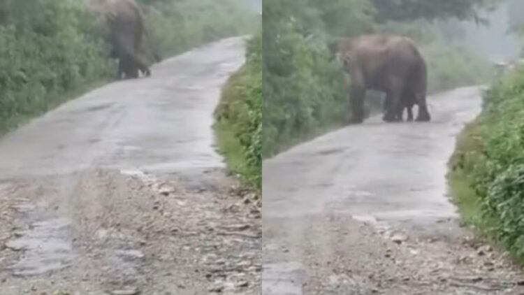 പ്രസവിച്ചിട്ട് മണിക്കൂറുകൾ ആയിട്ടേ ഉള്ളൂ, കാലുകൾ ഉറച്ചിട്ടില്ല, അമ്മയോട് ചേര്‍ന്നാണ് പിച്ചവയ്പ്; റോഡിൽ ആനക്കൂട്ടം
