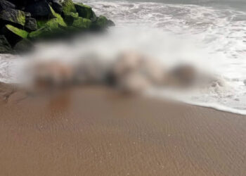 ബീച്ചില് ആനയുടെ ജഡം; ആദ്യം കണ്ടത് പ്രദേശവാസികൾ, ദിവസങ്ങൾ പഴക്കം