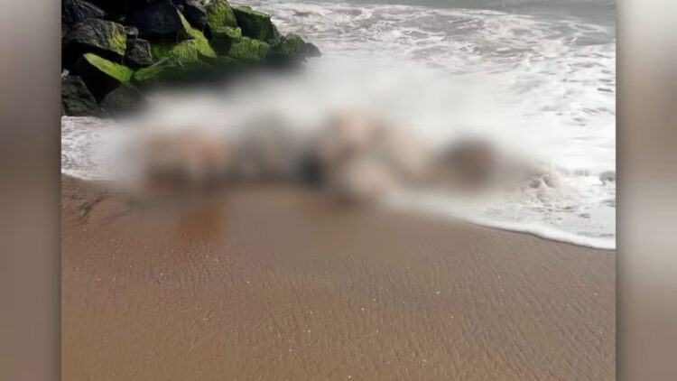 ബീച്ചില് ആനയുടെ ജഡം; ആദ്യം കണ്ടത് പ്രദേശവാസികൾ, ദിവസങ്ങൾ പഴക്കം