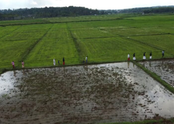 കർഷകദിനത്തിലും കണ്ണീർ തോരാതെ കേരളത്തിലെ കർഷകർ, സംസ്ഥാനമെങ്ങും കർഷക സംഘടനകളുടെ പ്രതിഷേധം