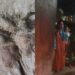 വളർത്തുനായയെ ഓടിച്ച് പുലി ചെന്നുകയറിയത് ആൾത്താമസമുള്ള വീട്ടിൽ, പുലിയെ കണ്ട് കൈക്കുഞ്ഞുമായി യുവതി മുറിയുടെ വാതിലടച്ചതിനാൽ അപകടം ഒഴിവായി, വാതിൽ മാന്തി തുറക്കാൻ ശ്രമിച്ചതായി വീട്ടുകാർ