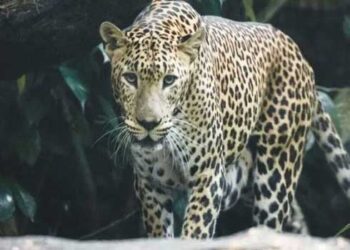 വീട്ടുമുറ്റത്ത് കളിച്ചുകൊണ്ടിരുന്ന എട്ടുവയസുകാരനെ പുലി കടിച്ചുകൊന്നു