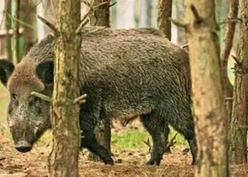 അക്രമകാരികളായ മൃഗങ്ങളെ കൊല്ലാം, സ്വകാര്യവ്യക്തിയുടെ പുരയിടത്തിലെ ചന്ദനമരം വനംവകുപ്പിന്റെ അനുമതിയോടെ മുറിക്കാം!! ബില്ലിന് അംഗീകാരം നൽകി പ്രത്യേക മന്ത്രിസഭ, ബിൽ തിങ്കളാഴ്ച സഭയിൽ