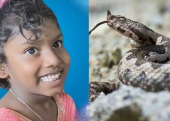 രണ്ടുതവണ ഹോസ്പിറ്റലിൽ കൊണ്ടുപോയിട്ടും അസുഖം തിരിച്ചറിഞ്ഞില്ല!! തിരിച്ചറിഞ്ഞപ്പോഴേക്കും വൈകി, വിഷം വൃക്കയിലേക്കും വ്യാപിച്ചു, ആറുവയസുകാരി അണലിയുടെ കടിയേറ്റ് മരിച്ചു