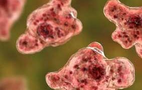 കഴിഞ്ഞ രണ്ട് ദിവസത്തിനുള്ളിൽ ആറ് കേസുകൾ; 4 മരണം,ഈ വർഷം മൊത്തം മരണസംഖ്യ 25,സംസ്ഥാനത്ത് ഒരാള്‍ക്ക് കൂടി അമീബിക് മസ്തിഷ്‌കജ്വരം; രോഗം സ്ഥിരീകരിച്ചത് പോത്തൻകോട് സ്വദേശിനിയായ വയോധികയ്ക്ക്