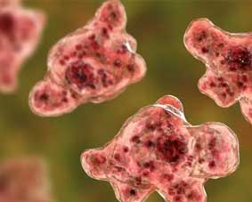 കഴിഞ്ഞ രണ്ട് ദിവസത്തിനുള്ളിൽ ആറ് കേസുകൾ; 4 മരണം,ഈ വർഷം മൊത്തം മരണസംഖ്യ 25,സംസ്ഥാനത്ത് ഒരാള്‍ക്ക് കൂടി അമീബിക് മസ്തിഷ്‌കജ്വരം; രോഗം സ്ഥിരീകരിച്ചത് പോത്തൻകോട് സ്വദേശിനിയായ വയോധികയ്ക്ക്