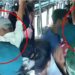 ബസിൽ കാലിനിട്ട് ചവിട്ടിയ യുവാവിനോട് അൽപം നീങ്ങി നിൽക്കാൻ ആവശ്യപ്പെട്ടു, ബസിൽ വയോധികനു നേരെ ക്രൂര മർദനം, കഴുത്തിന് പിടിച്ച് ബസിൽ നിന്ന് റോഡിലേക്ക് തള്ളിയിട്ടും മർദനം, 66കാരന് തലയ്ക്ക് ക്ഷതമേറ്റു, മൂക്കിന് പൊട്ടൽ, കൈയ്ക്കും ഗുരുതര പരുക്ക്