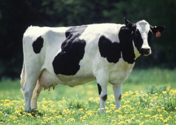 ഇത്തിരി തേങ്ങാപ്പിണ്ണാക്ക്, ഇത്തിരി പരുത്തിക്കുരു, ഇത്തിരി തവിട് കൊടുത്താല്‍ പാൽ ശരശറേന്ന് ഒഴുകും, ദിവസവും 12 ലിറ്റർ പാൽ ലഭിക്കുമെന്ന് വാ​ഗ്ദാനം നൽകി പശുവിനെ അമ്പത്താറായിരം രൂപയ്ക്ക് വിറ്റു, ആഞ്ഞുപിടിച്ചിട്ടും കിട്ടിയത് ആറ് ലിറ്റർ മാത്രം, വിശ്വാസവഞ്ചനയ്ക്ക്  ലഭിച്ചത് 82000 രൂപ പിഴ