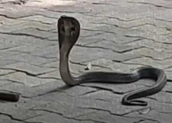 മൂന്നാം ദിവസം ഉയർക്കെഴുന്നേൽക്കുമെന്ന് മന്ത്രവാദികൾ, പാമ്പ് കടിയേറ്റ് മരിച്ച 10 വയസുകാരൻറെ ശരീരം ചാണകവും വേപ്പിലയുമിട്ട് മൂടി, ജീവനുണ്ടോന്നറിയാൽ ദിവസവും കാലിൽ മരച്ചില്ല കൊണ്ട് തട്ടിനോക്കി, രക്ഷയില്ലെന്നു കണ്ടപ്പോൾ പോലീസിനെ അറിയിച്ചു, അന്ധവിശ്വാസത്തിൽ പോലീസ് അന്വേഷണം