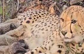 ഇത് ചരിത്ര നാഴികക്കല്ല്; കുനോ ദേശീയോദ്യാനത്തിൽ ഇന്ത്യയിൽ ജനിച്ച ചീറ്റ 5 കുഞ്ഞുങ്ങൾക്ക് ജന്മം നൽകി